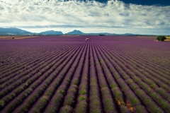 Valensole (France)