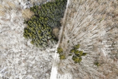 Forêt de Nuvilly (Suisse)