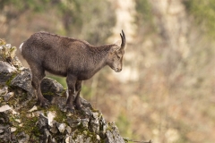 Chamois