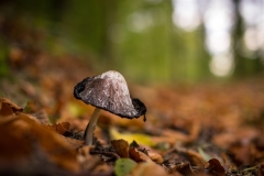 Champignon