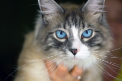 Chat