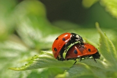 Coccinelles