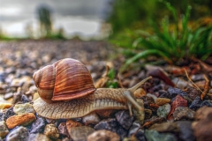 Escargot