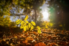 Automne