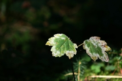 Feuilles
