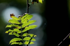 Forêt