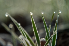 Givre du matin
