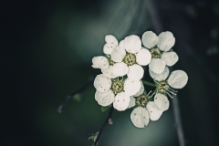 Fleurs
