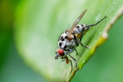Mouche