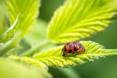 Coccinelle_054