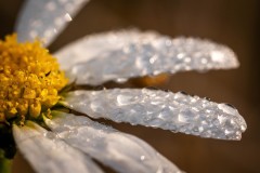DSC00176