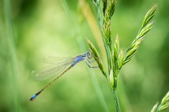 Demoiselle_045