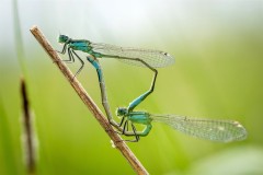 Demoiselle_046