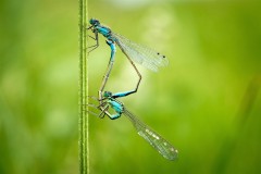 Demoiselle_047