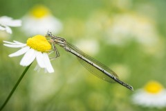 Demoiselle_048