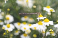 Demoiselle_050