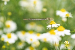 Demoiselle_051