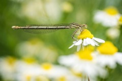 Demoiselle_052