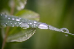 GoutteEau_008