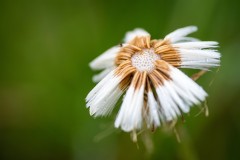 Pisenlit_028