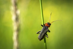 Rhagonycha_fulva_034