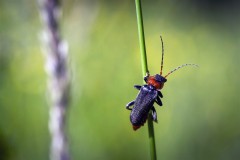 Rhagonycha_fulva_035