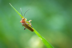 Rhagonycha_fulva_036
