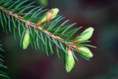 SapinEpines_004