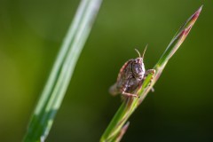 Sauterelles_019