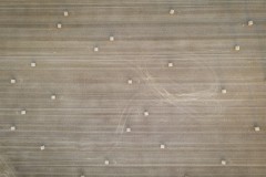 Rouleaux de paille dans un champ