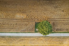 Intersection avec un arbre