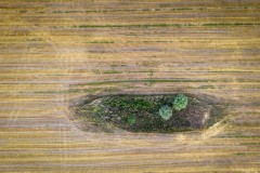 Île verte au milieu d'un champ