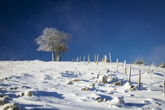 Paysage hivernal