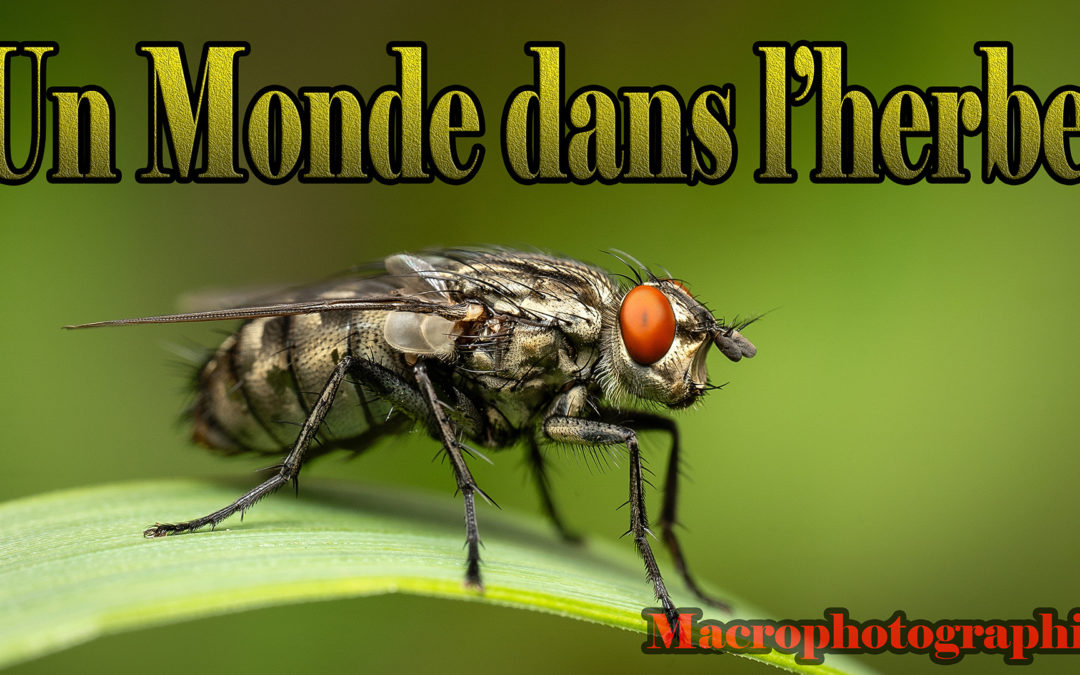 Macrophotographie 2024/2025